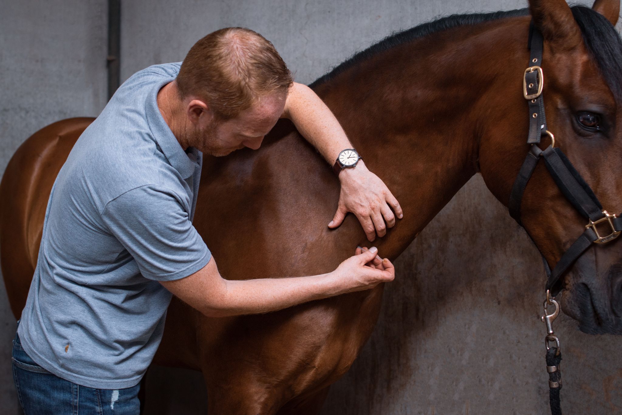 Joris van de Riet - dier fysotherapie, osteopathie, dry needling, flexchair ruitertraining